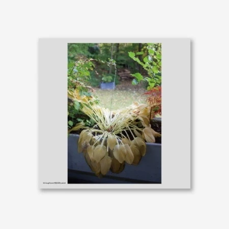 HYUK OH - [Through Love / 사랑으로] LP